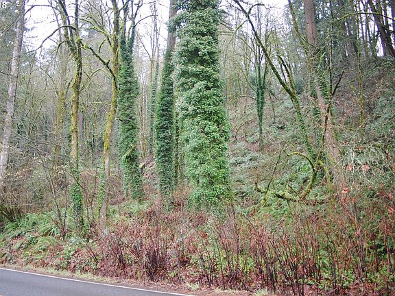 2nd image of 0 S Clackamas River Dr