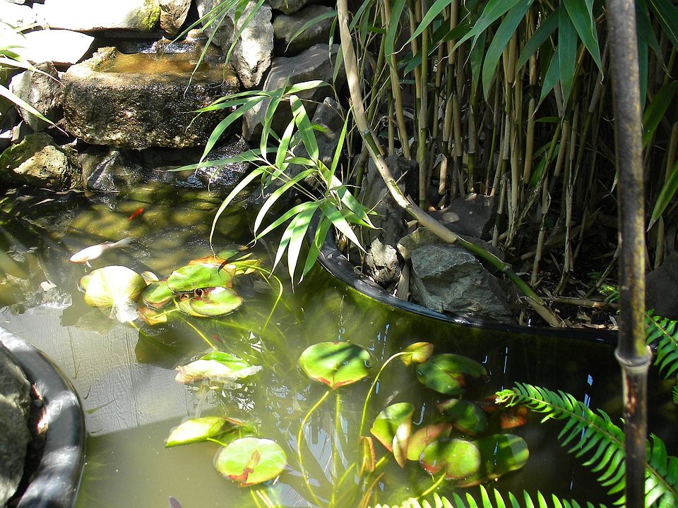 Waterfall & Fish Pond