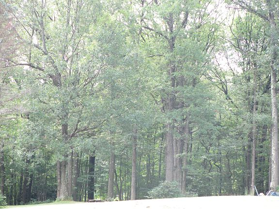 HALF THE LOT IS WOODED