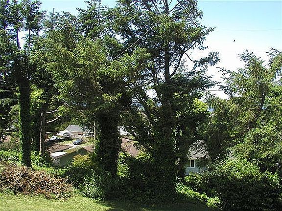 backyard trees add privacy