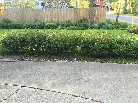 Peony lined driveway