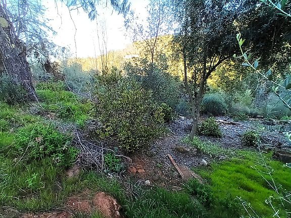Many olive trees!