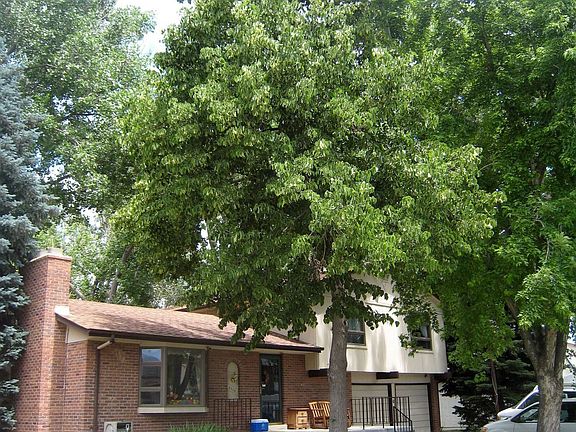 Huge shade trees