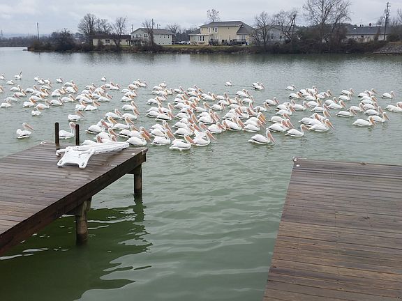 Pelican visit in Jan. 2016