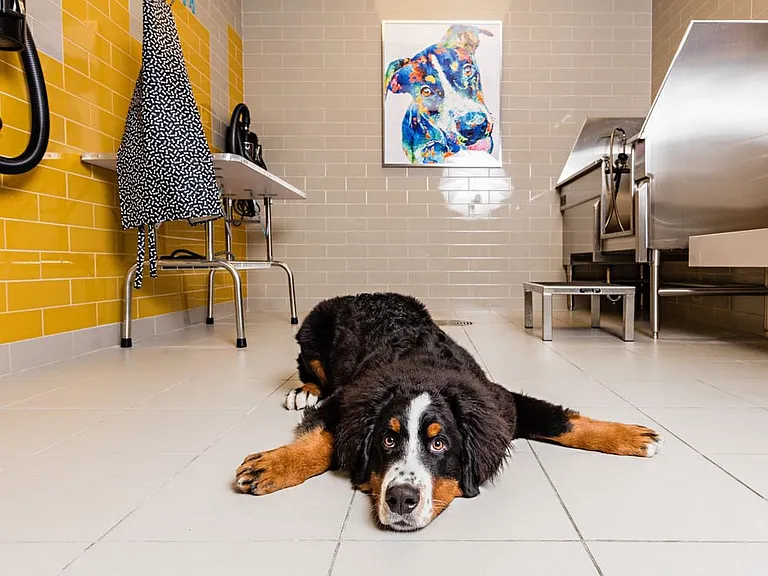 WAG Pet Spa
