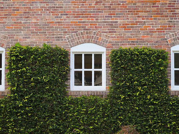 Exterior fig vine and historic divided light windows.