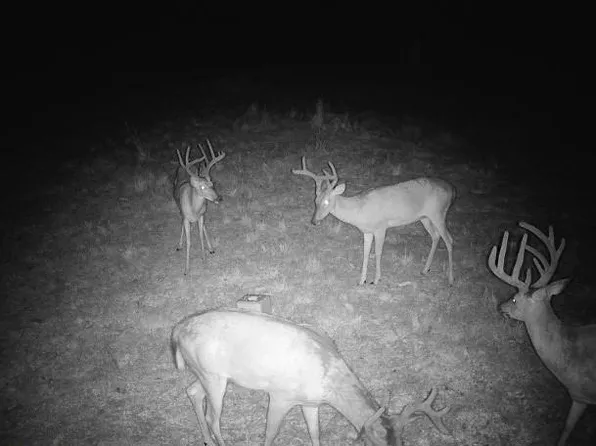 County Road Y Rd #617, Birch Tree, MO 65438