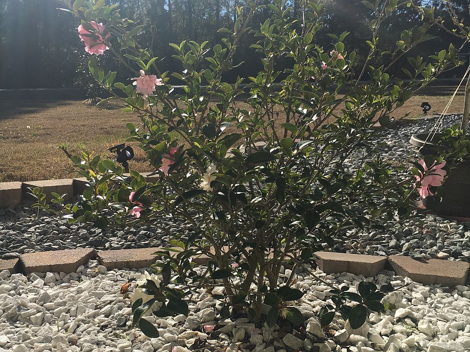 Yuletide Cameillia 