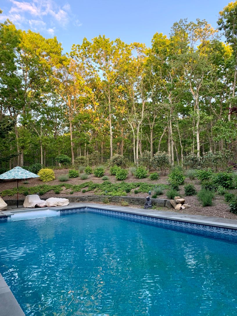  View into the woods in the spring