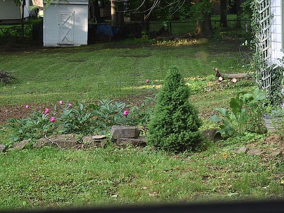 peony flowers in bloom