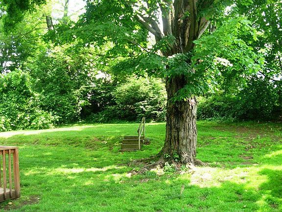 Back yard