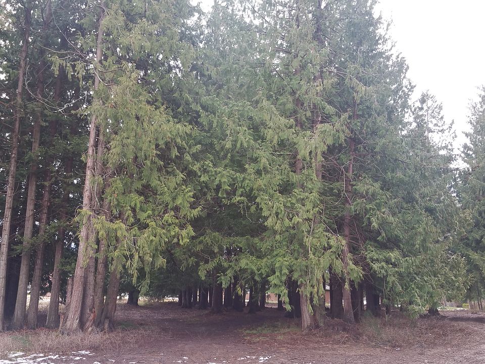 Mature Cedar forest