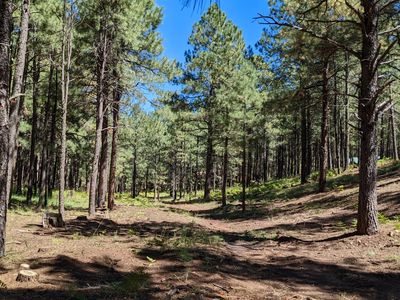 2081 Turkey Trl LOT 469, Forest Lakes, AZ, 85931