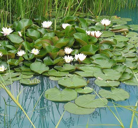 Pond