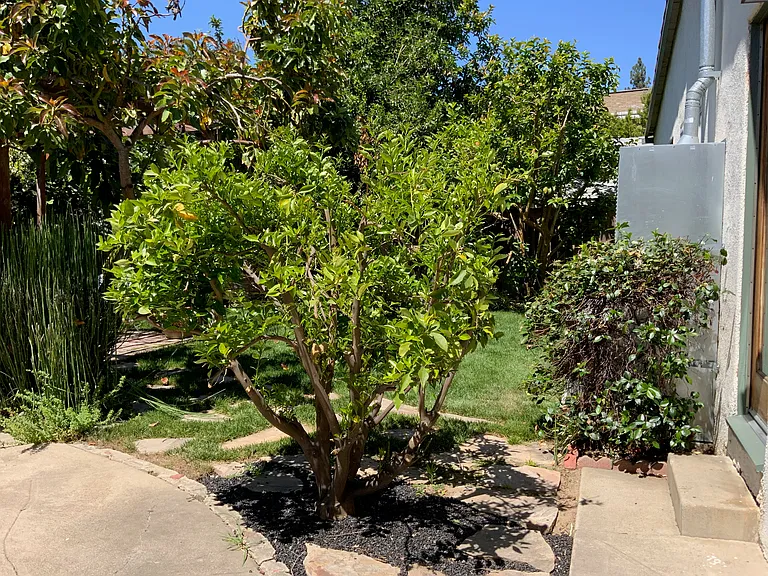 BACK YARD