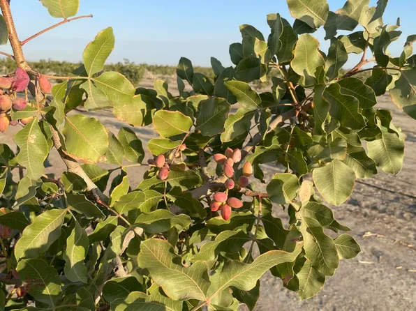 W Ave 24 Avenue W, Allensworth, CA 93219