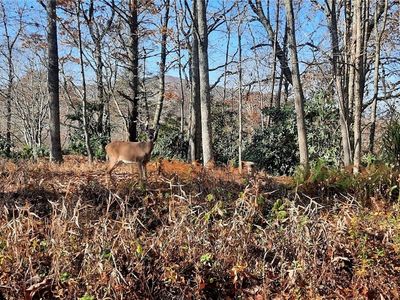 TBD Wildwood Place, Blowing Rock, NC, 28605