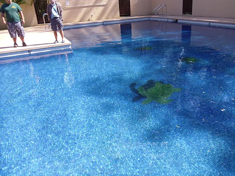 Always looks clean....ceramic tile turtle...looks real?