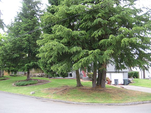 Side: Beautiful trees in yard