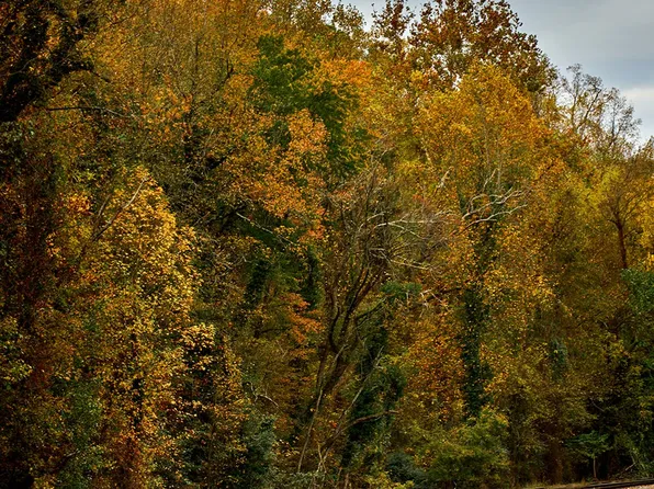 Evelyn, 4701 Forest Hill Ave #319, Richmond, VA 23225