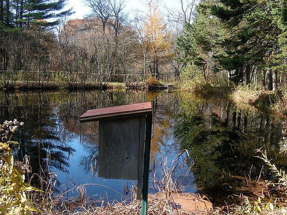 Pond