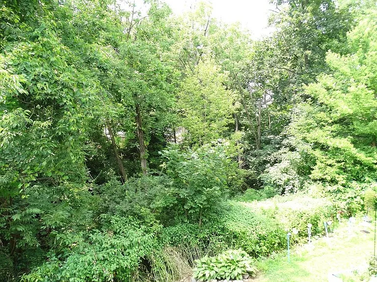View from Deck