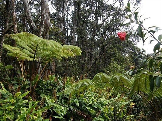 1st image of Kilauea Road Private Lot E