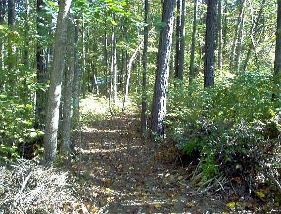 walk into woods