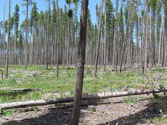 National Forest Back Yard