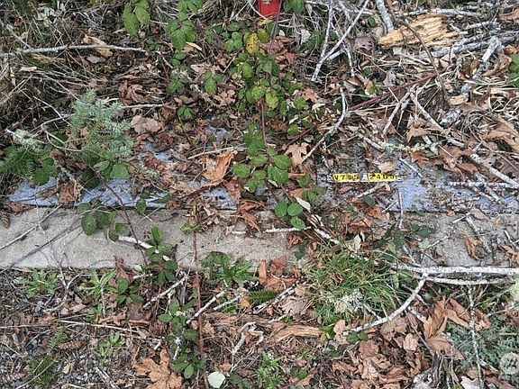 3rd image of 19401 Whiteman Cove Road SW
