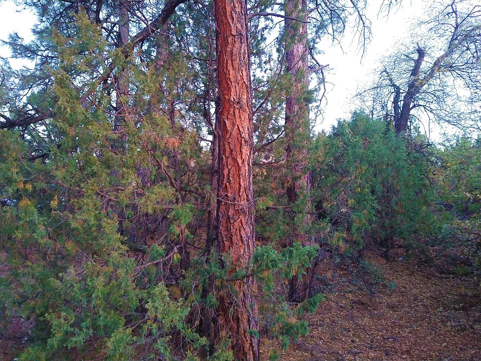 1st image of 610 N Ponderosa Cir