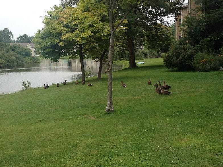 Lakeview Apartments 5984 Bois Ile Dr Haslett MI Zillow