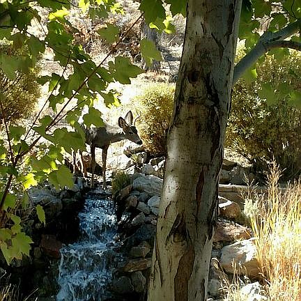 Water feature in back yard.