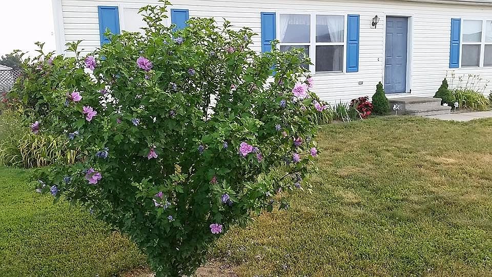 Exterior with summer blooms