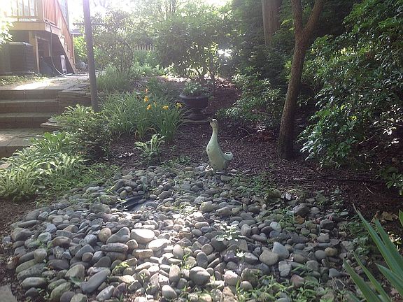 "Duck" Pond