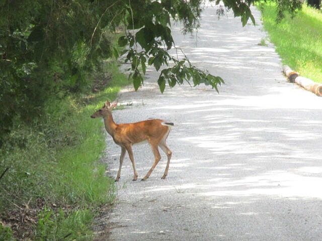 2nd image of 54, 1, 2 Catfish Ave.