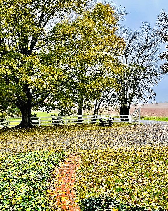 Beautiful mature silver oaks