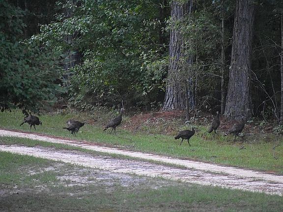 Turkeys