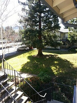 2nd image of 1520 Schenone Ct APT 16