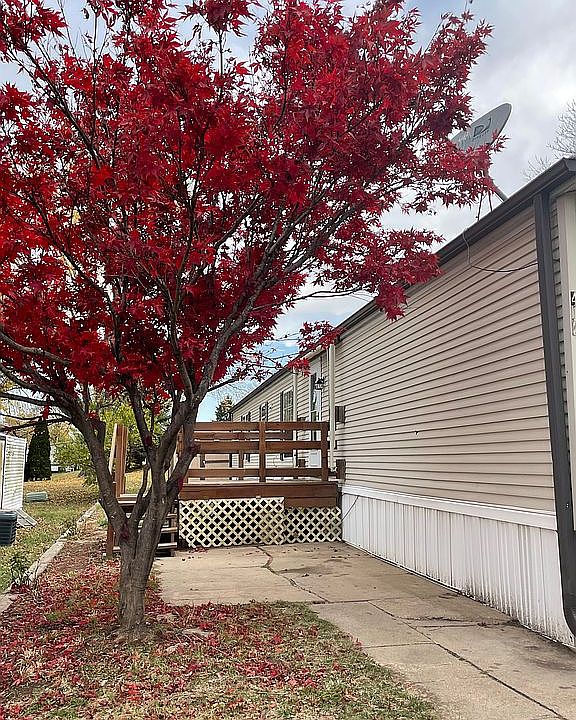  Japanese Maple greets you. 