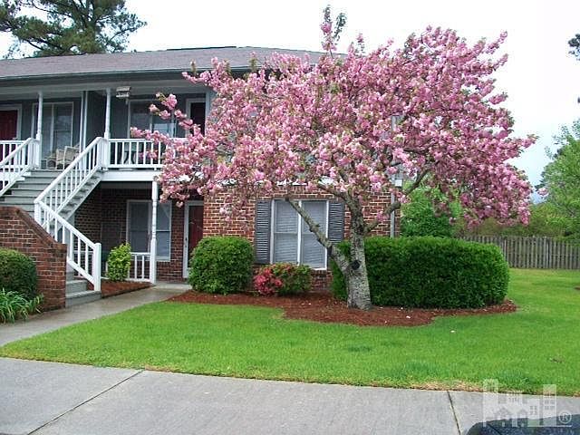 Cherry Blossom in Full Bloom