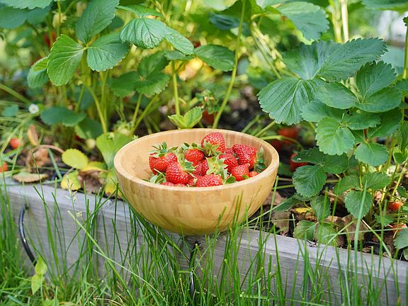 Strawberries anyone?