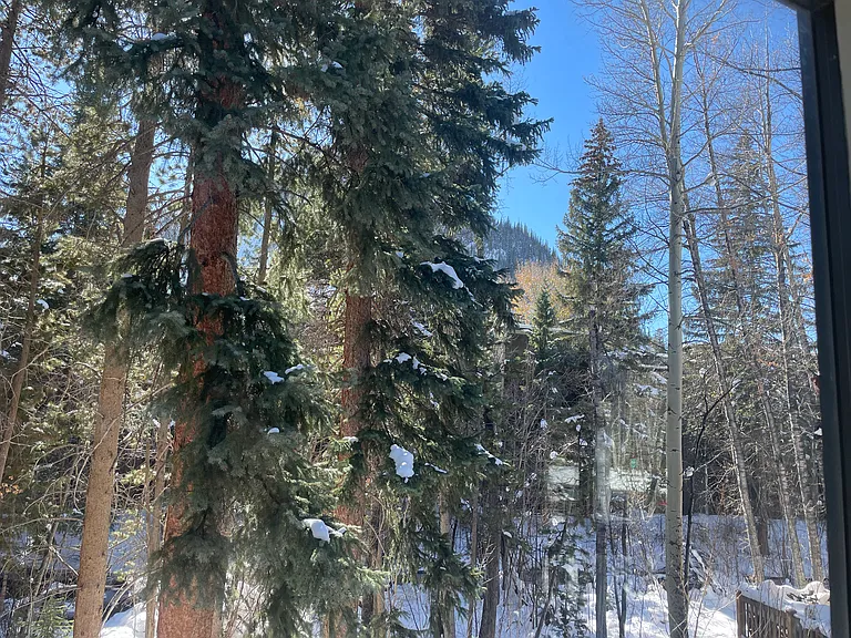 View of Mt. Royal from living room.