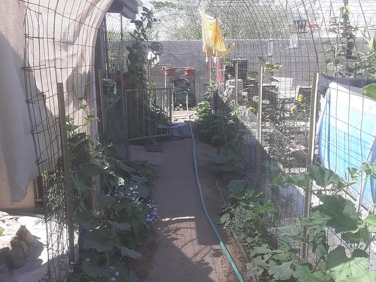 Trellis walkway is planted with gourd vines in the spring. This creates a cool walkway, literally and figuratively. But don't forget to dodge the gourds!