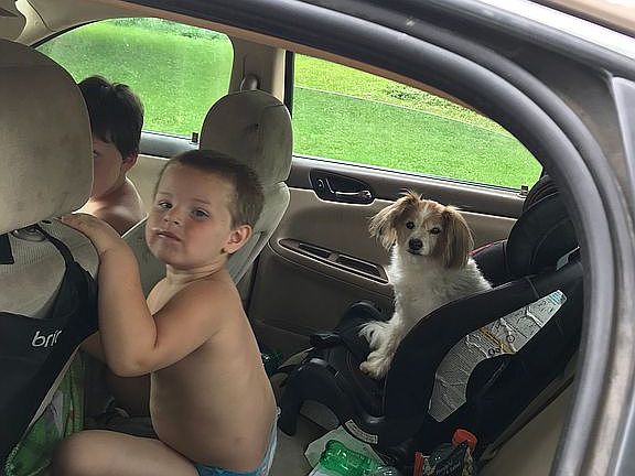 Neighbors rescue lost pets