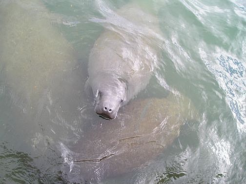 You may see the manatees from balcony