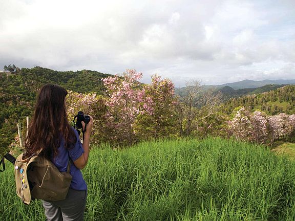 Robleda woods in Cayey