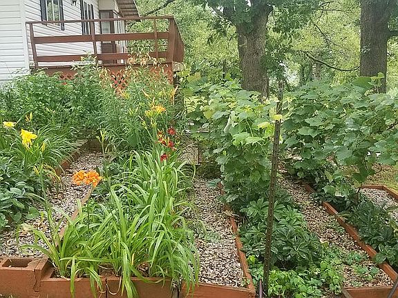 Grape Vines Established 