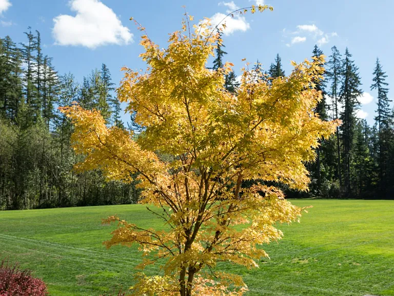 SKY Sammamish — Photo 25