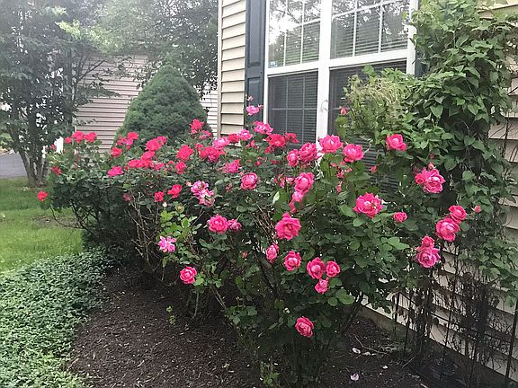 Knock Out roses by frontdoor